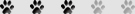 Statistici energie rasa caini Cavalier King Charles Spaniel