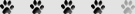 Statistici dresaj rasa caini Cavalier King Charles Spaniel