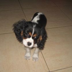 Georgeta Mugea