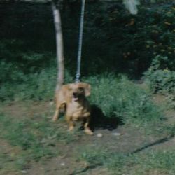 Puiu Puiu